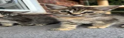 Maine Coon cats for sale:  READY TODAY Maine Coon Kittens - Advert 15
