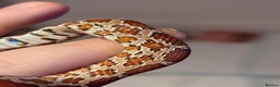 Corn Snake reptiles for sale: Cornsnakes - Advert 3