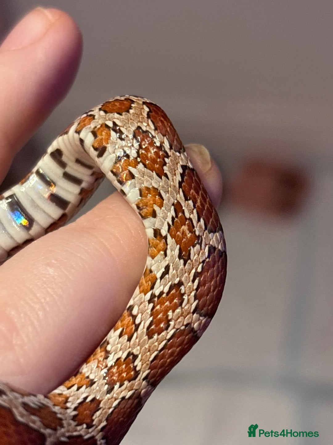 Corn Snake reptiles for sale: Cornsnakes - Advert 3