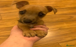 Jack Russell dogs for sale: Lilly - Image 4