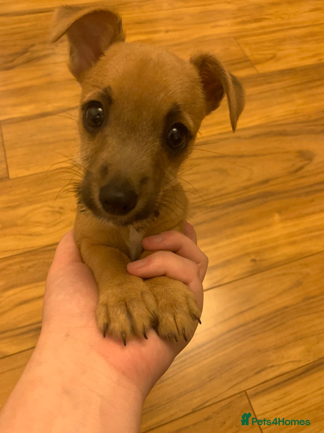 Jack Russell dogs for sale: Lilly - Image 4