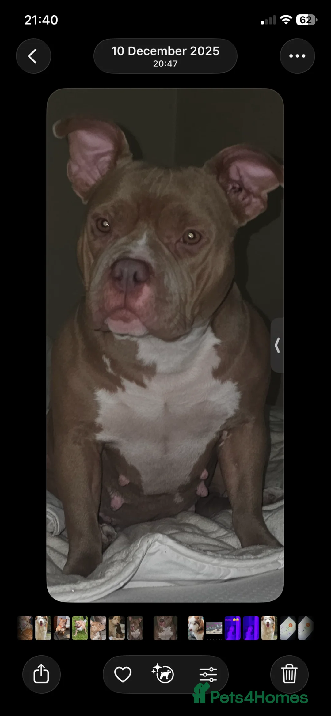American Bully dogs for sale: Beautifull pocket bully  - Advert 4