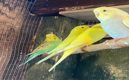 Budgerigars birds for sale: Baby budgies - Image 11