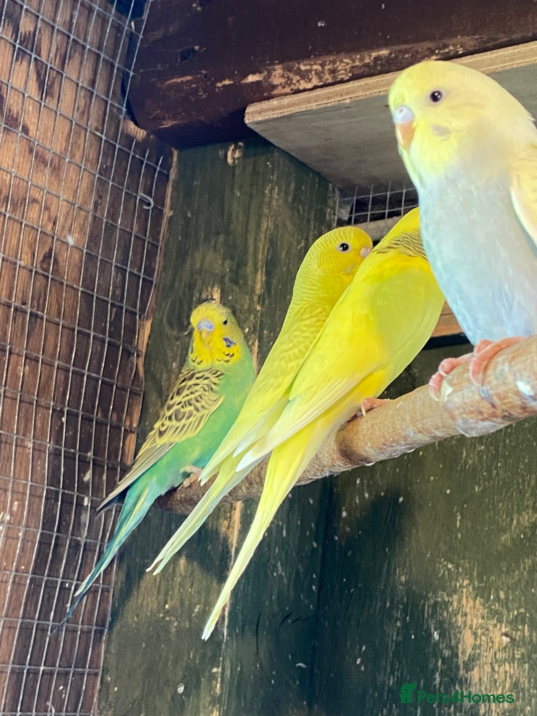Budgerigars birds for sale: Baby budgies - Image 11