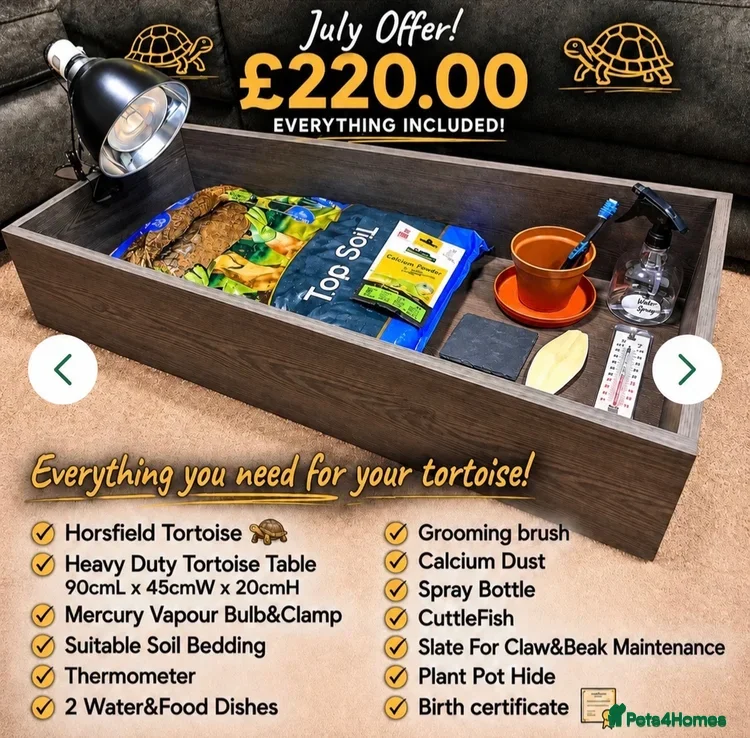 Tortoise reptiles Horsfield Hatchlings & Set Ups!! - Advert 2