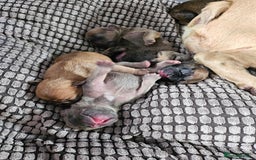 French Bulldog dogs for sale: Gorgeous french bulldogs - Image 22