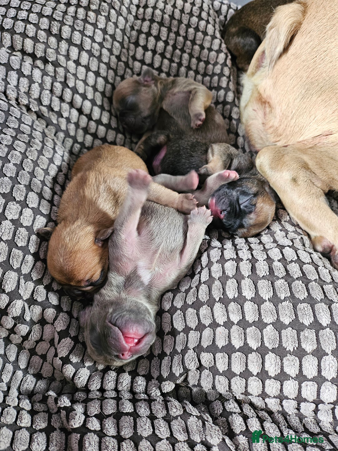 French Bulldog dogs for sale: Gorgeous french bulldogs - Image 22