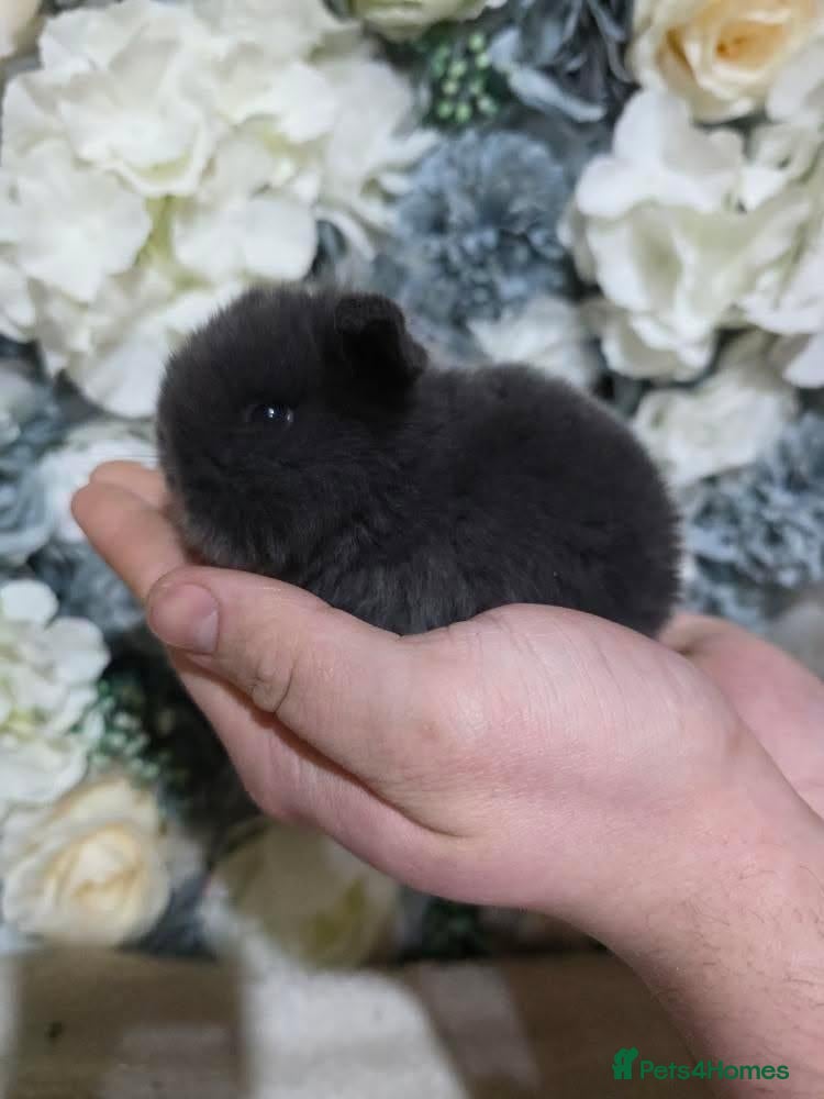 Mini Lop rabbits Mini Lop Babies Blue & Black Self Family Raised - Advert 16