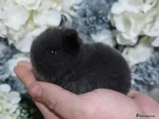 Mini Lop rabbits Mini Lop Babies Blue & Black Self Family Raised - Advert 2