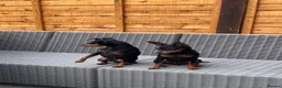 Miniature Pinscher dogs for sale: 2 Beautiful Miniature Pinscher’s - Advert 4