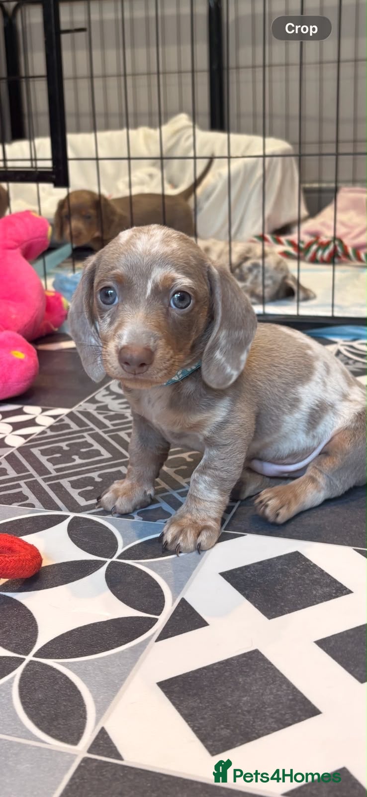 Miniature Dachshund dogs John s  - Advert 1