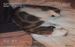 Tibetan cats for sale: Buffy - Image 2