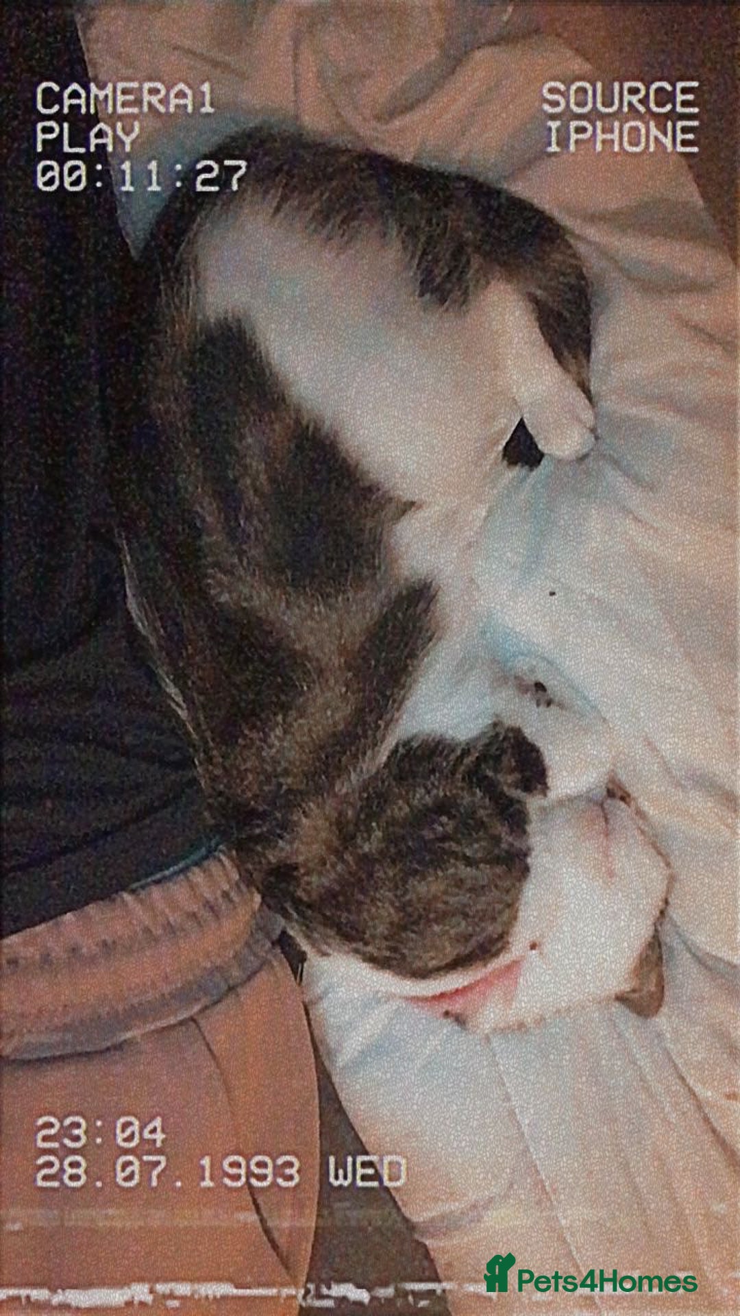 Tibetan cats for sale: Buffy - Image 2