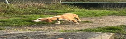 Mixed Breed dogs for adoption: Txiru in Woolacombe - Advert 7