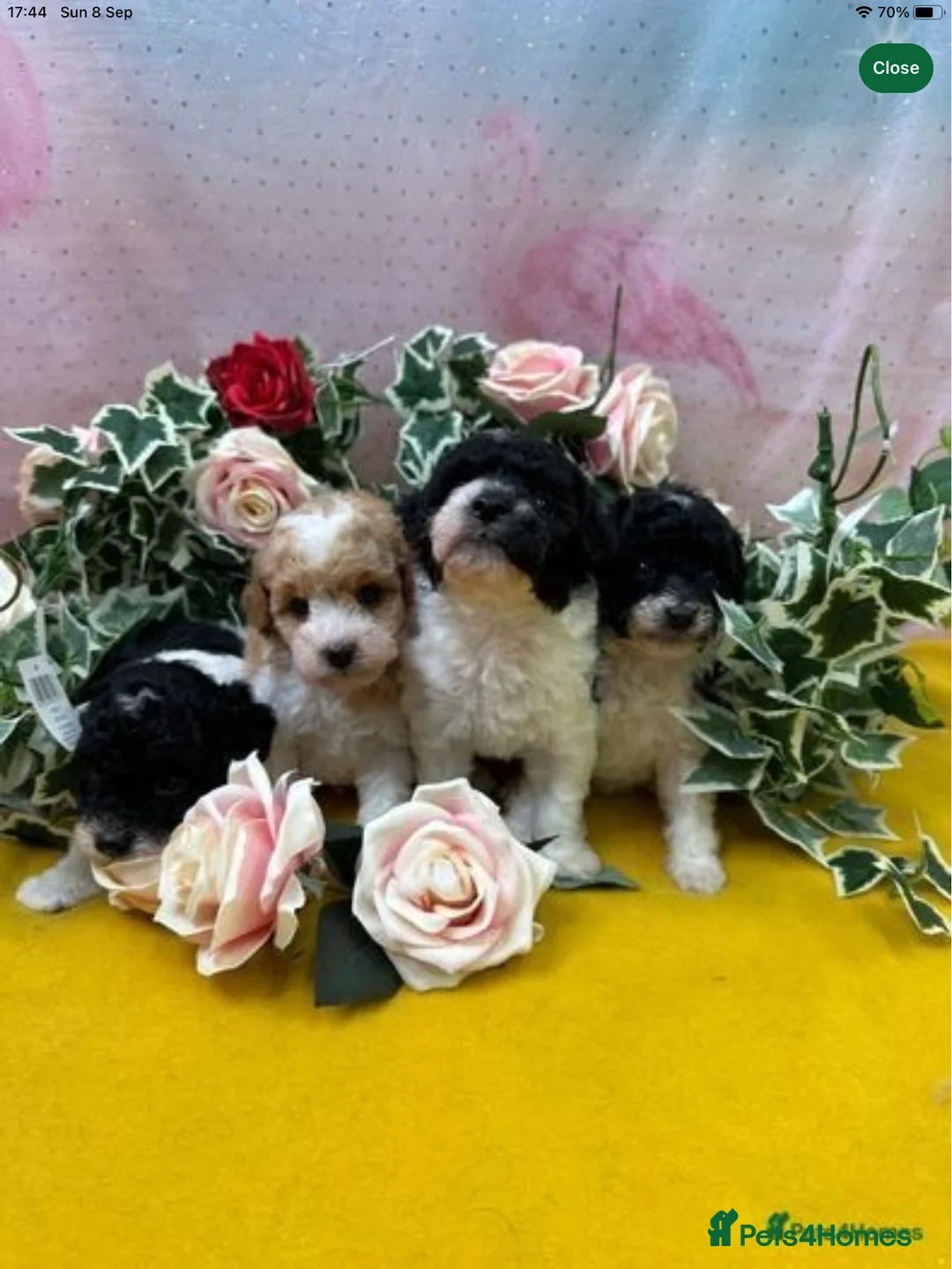 Toy Poodle dogs for stud: Gorgeous Black & White parti toy poodle in Saint Neots - Advert 10