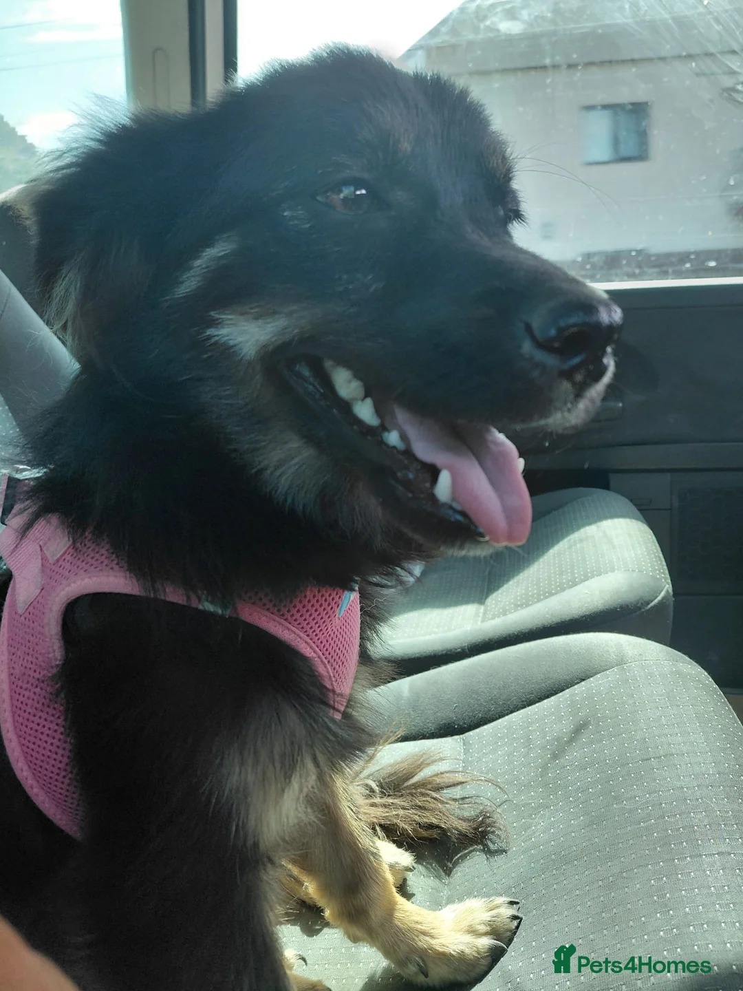 Mixed Breed dogs for adoption: ROBY, a superb puppy boy - for a Loving Home  - Advert 27