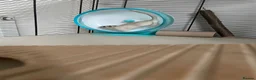 Gerbil rodents for sale: 3 beautiful female gerbils  in Reading - Advert 10