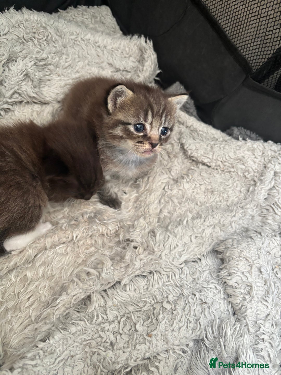 Ragdoll cats for sale: Beautiful cross ragdoll kittens  - Image 3