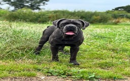 Cane Corso dogs for stud: Health tested Blue cane corso stud  in Carlisle - Image 2