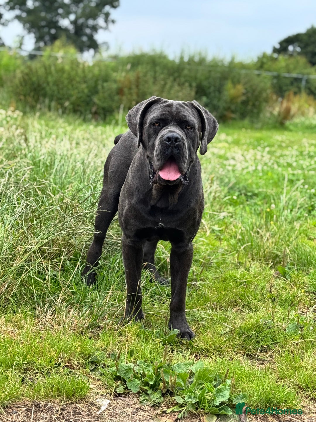 Cane Corso dogs for stud: Health tested Blue cane corso stud  in Carlisle - Image 2