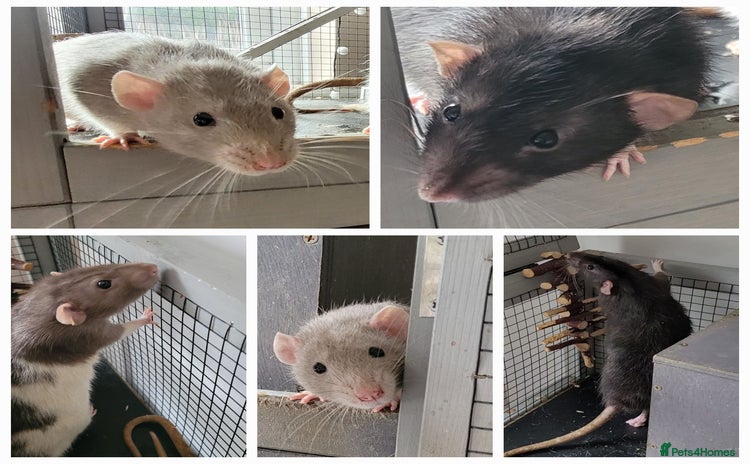 Rat rodents - Advert 2