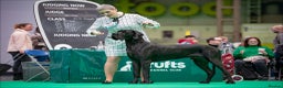 Great Dane dogs for stud: Interchampion and champion Proven for stud in Wakefield - Advert 4