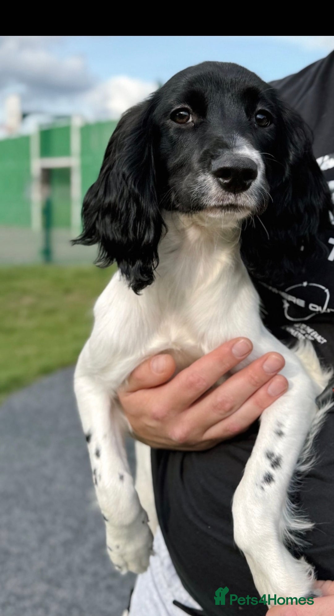 English Springer Spaniel dogs for sale: Rehoming Springer  - Advert 3