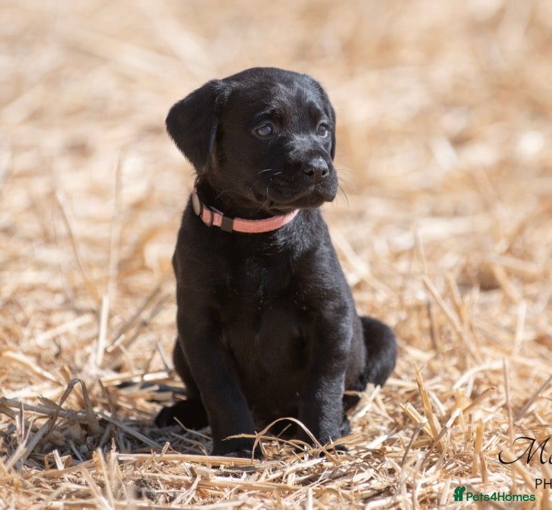 Labrador Retriever dogs Beautiful Working Lab pups - Advert 2