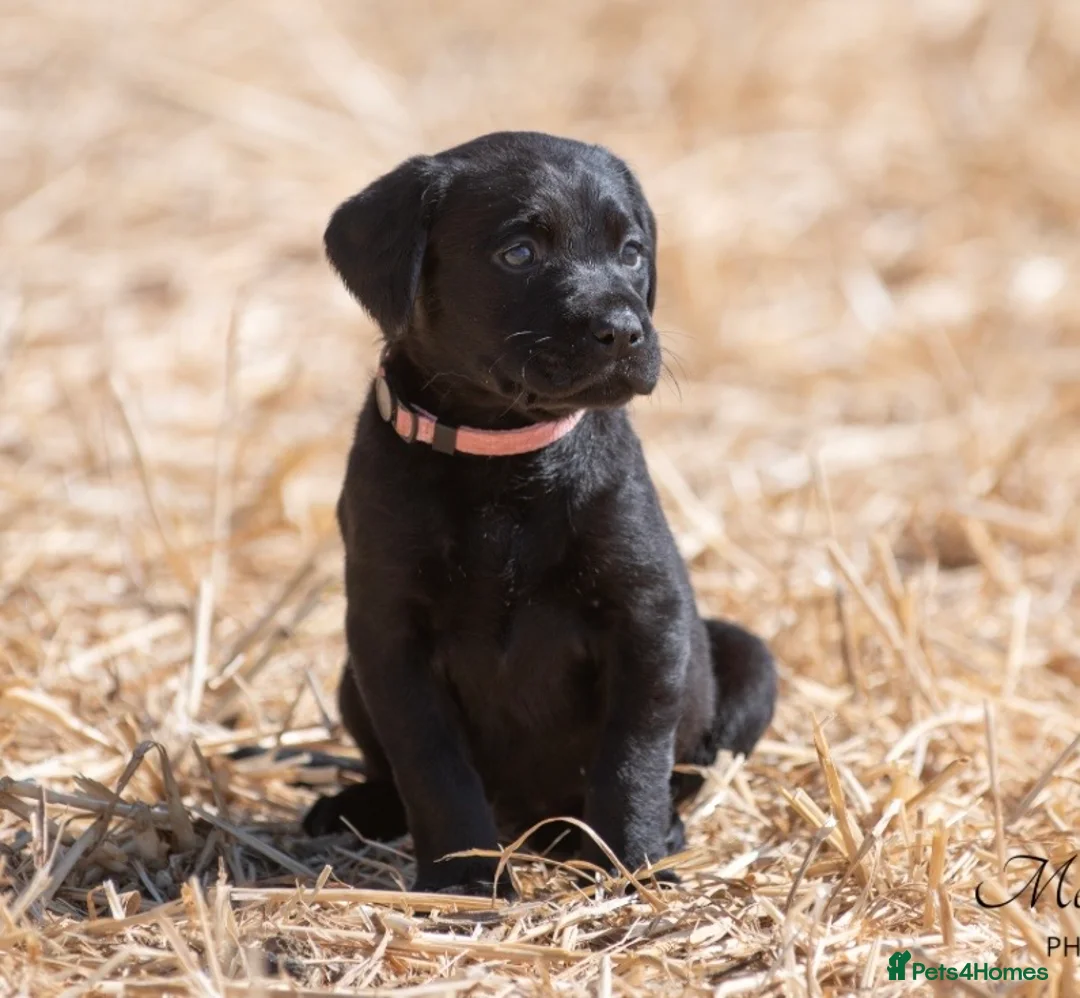 Labrador Retriever dogs for sale: LAST REMAINING BITCH beautiful Working Lab pups - Advert 2