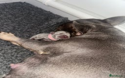 French Bulldog dogs for sale: 2nd litter of ⭐Jesus⭐️ natk9 frenchies - Image 4