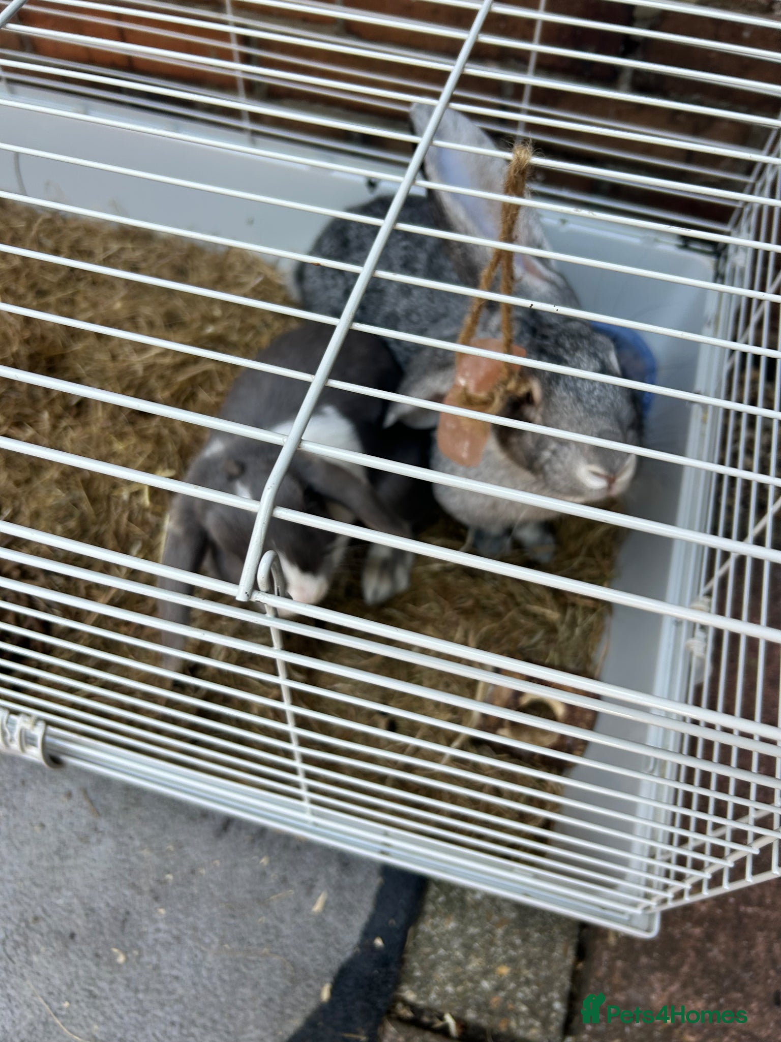 Havana rabbits for sale: Two rabbits up for sale in Poole - Advert 3