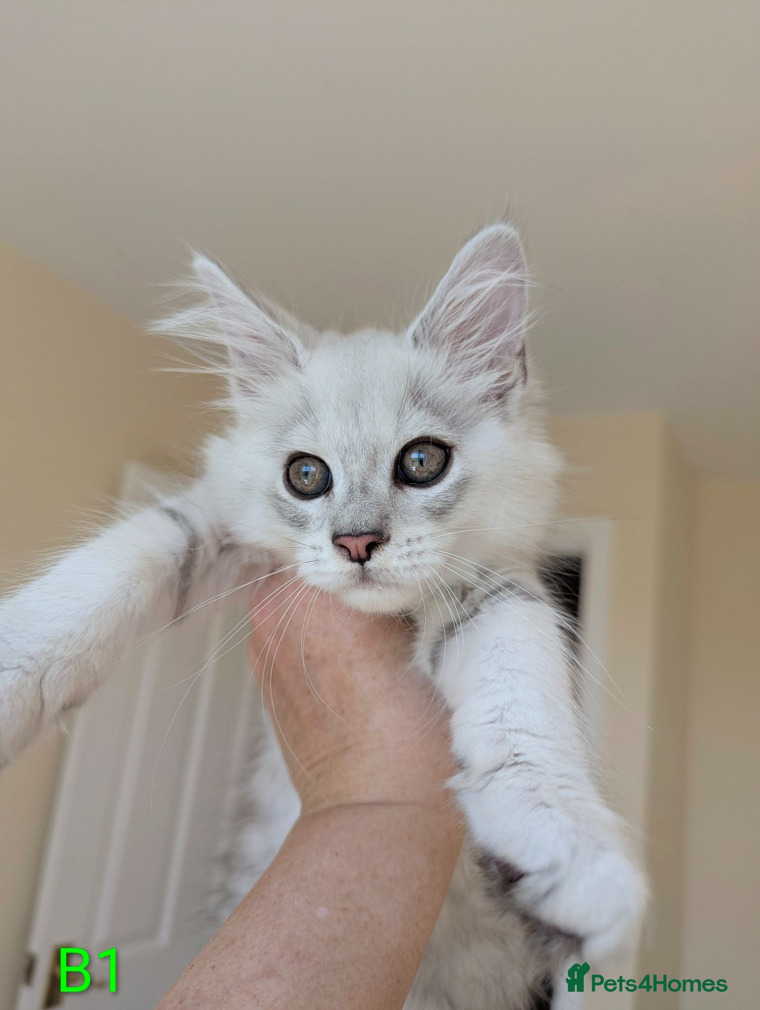 Maine Coon cats Male Maine Coon Kittens  - Advert 2