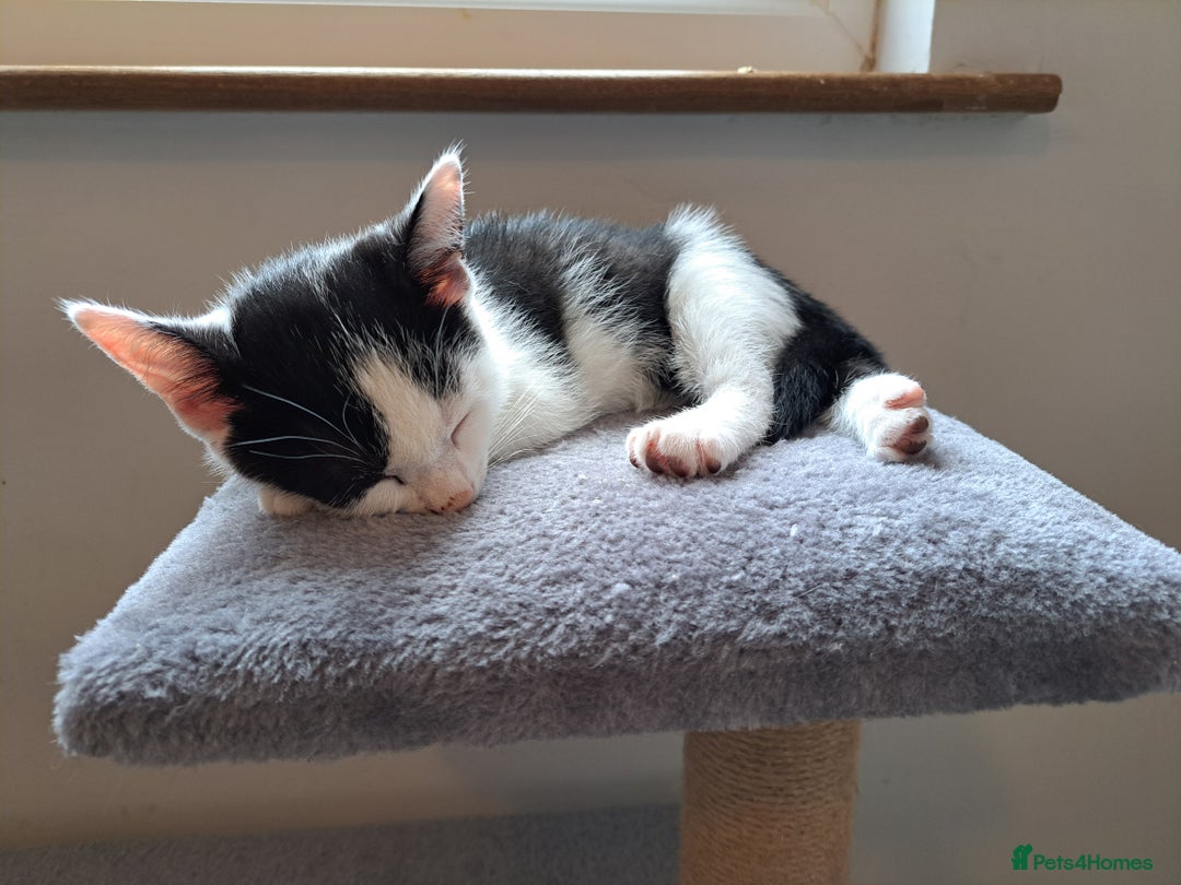 Domestic Shorthair cats for sale: 2 Gorgeous Pairs Of Kittens - Image 6