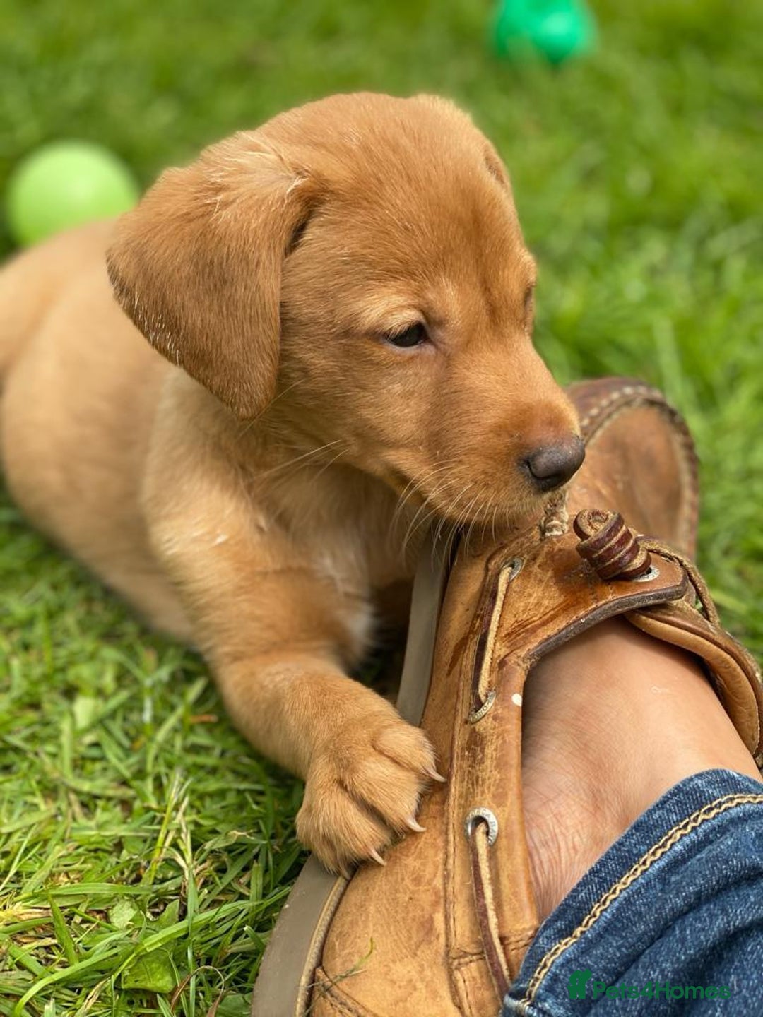 Labrador Retriever dogs for sale: ⭐️ ⭐️⭐️⭐️⭐️  FOX RED KC VET CHECKED, FIRST VAC - Image 4