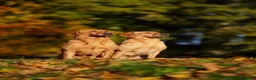 Labrador Retriever dogs for sale: KC Registered Fox Red Labrador Puppies in Lancaster - Advert 7