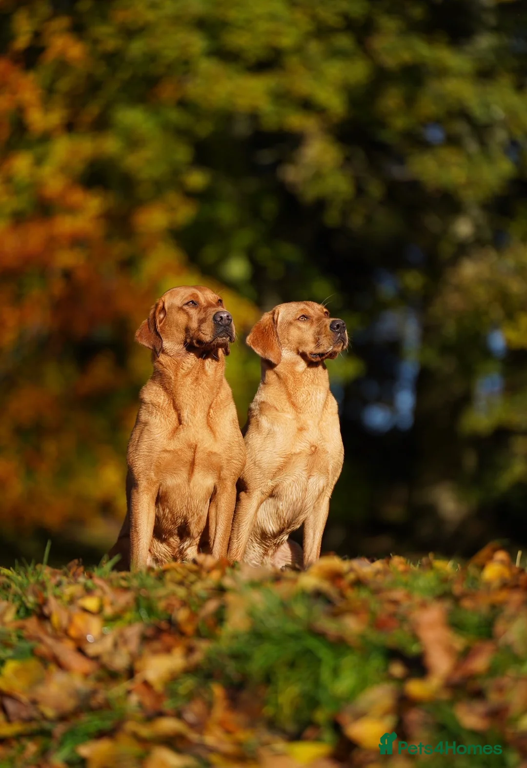 Labrador Retriever dogs for sale: KC Registered Fox Red Labrador Puppies - Advert 10