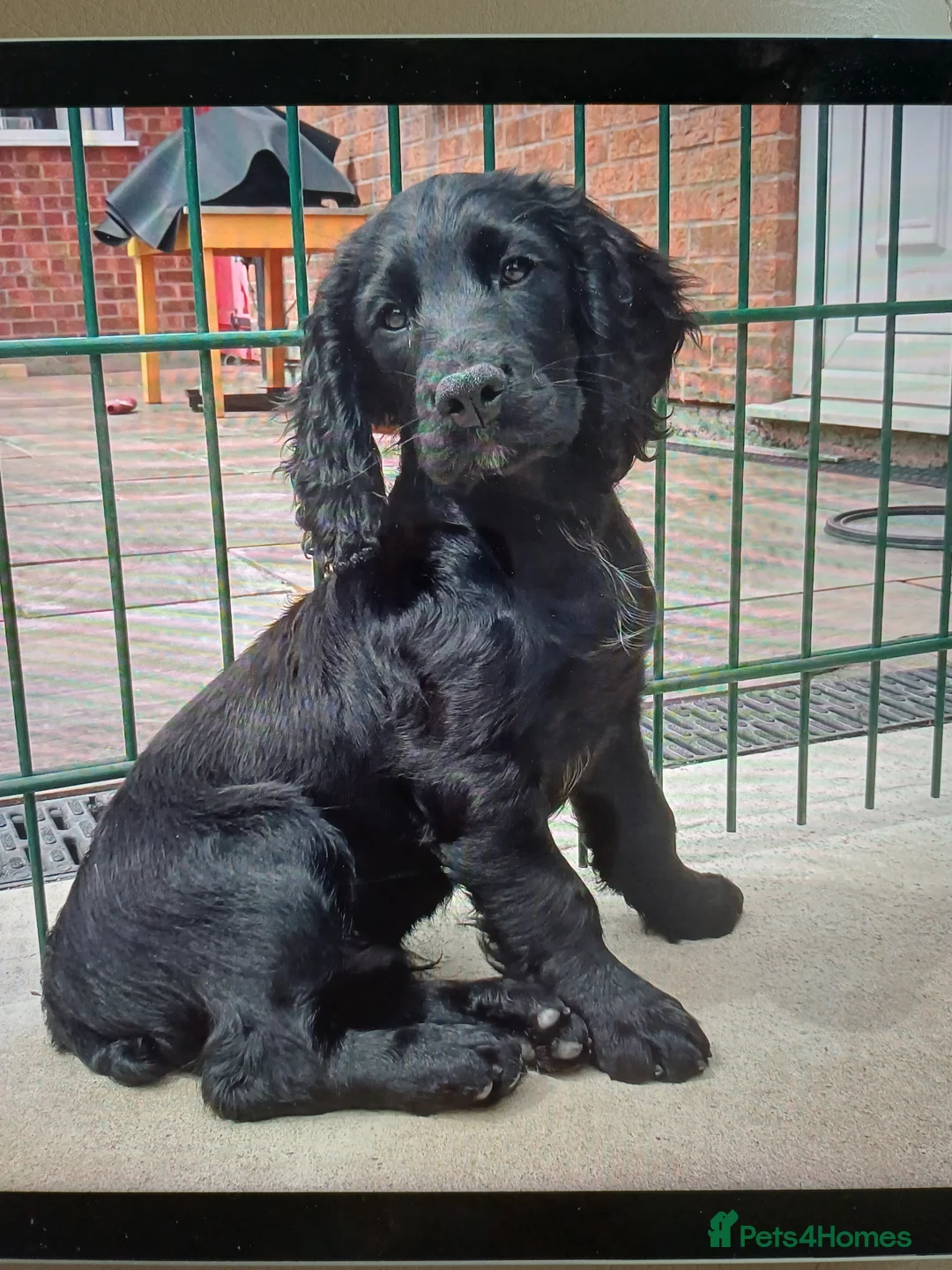 Cocker Spaniel dogs for sale: 1 FEMALE  AND 1 MALE  AVAILABLE  COCKER PUPS  - Advert 1