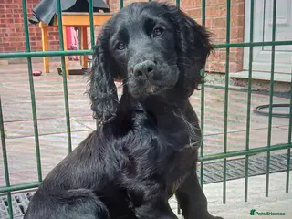 Cocker Spaniel dogs 1 FEMALE AND 1 MALE AVAILABLE COCKER PUPS - Advert 6