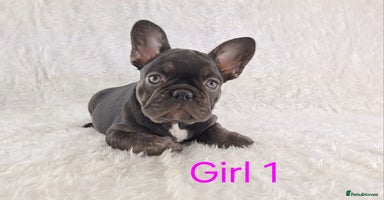 French Bulldog dogs - Advert 2