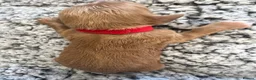 Cavapoochon dogs for sale: READY TO RESERVE  - Advert 11