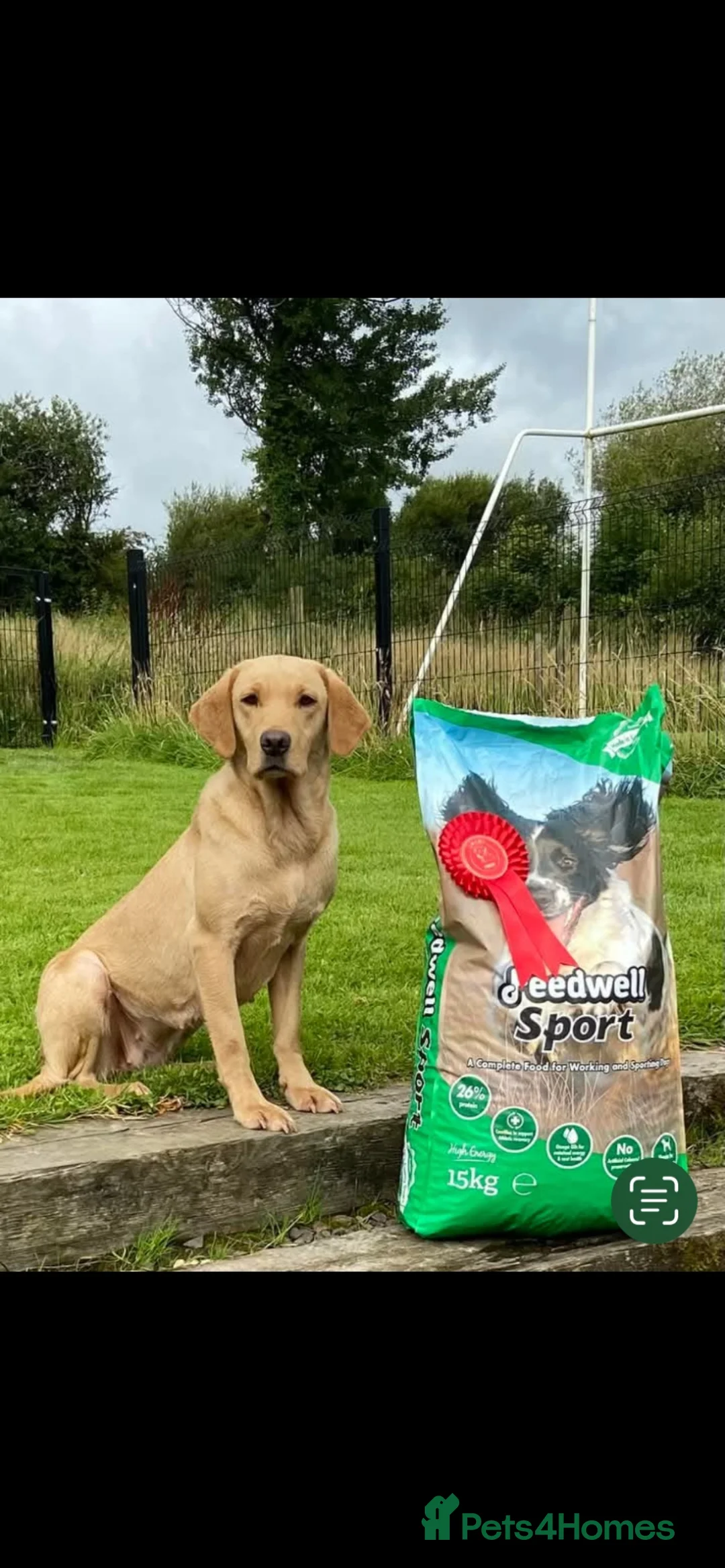 Labrador Retriever dogs for sale: Last remaining dog pup in York - Advert 2