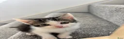 Domestic Shorthair cats for sale: KITTENS LOOKING FOR NEW HOME - Advert 3