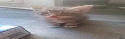 Mixed Breed cats for sale: Fluffy kittens  - Advert 6