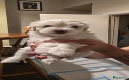 Bichon Frise dogs for sale: Beautiful Bichon Maltese puppies - Image 9