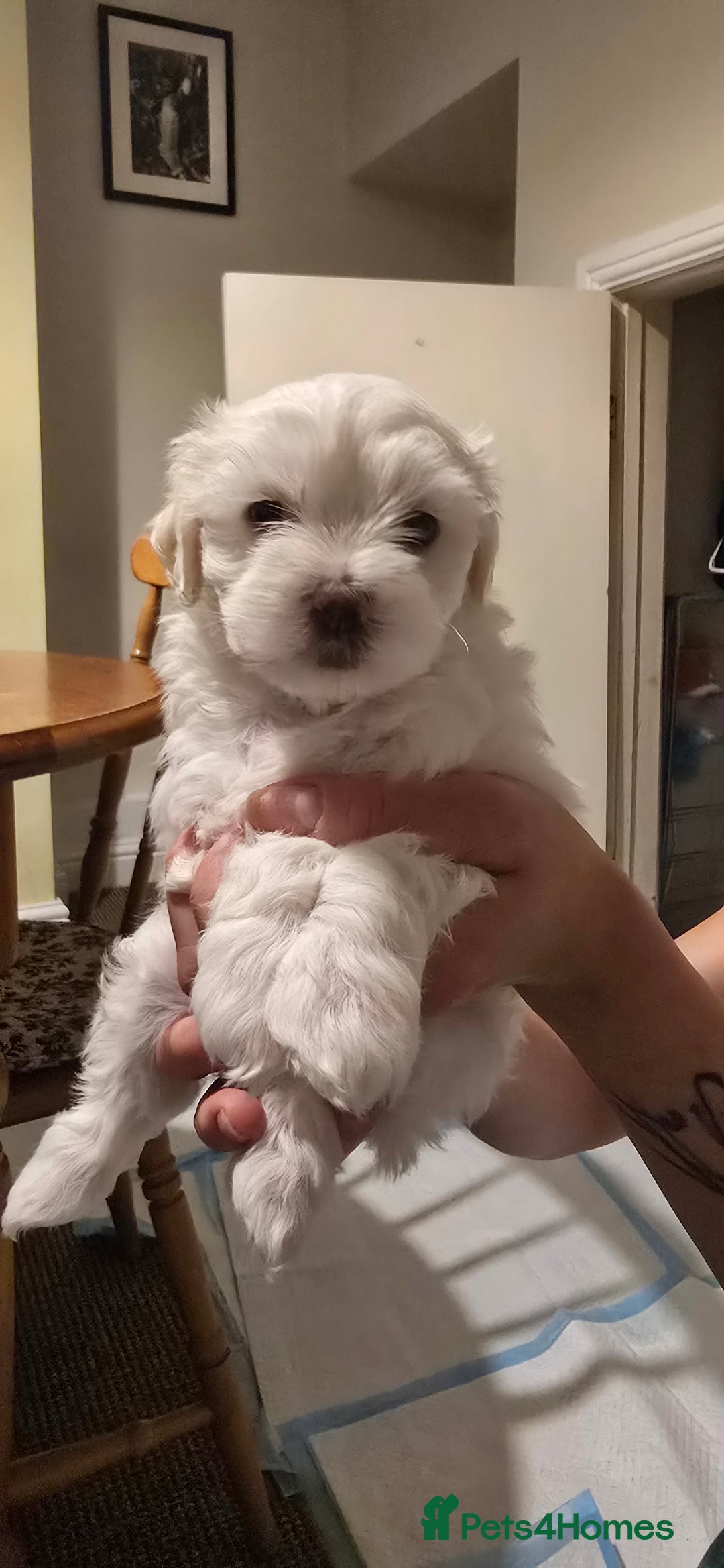 Bichon Frise dogs for sale: Beautiful Bichon Maltese puppies - Image 9