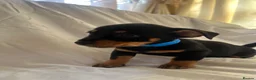 Jack Russell dogs for sale:  Jack Russell puppies for sale  - Advert 4