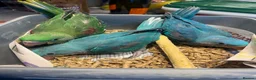 Parrots birds for sale: blue alexandrines  in Dudley - Advert 3