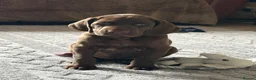 German Shorthaired Pointer dogs for sale: Fantastic KC registered Solid working GSP's. - Advert 8