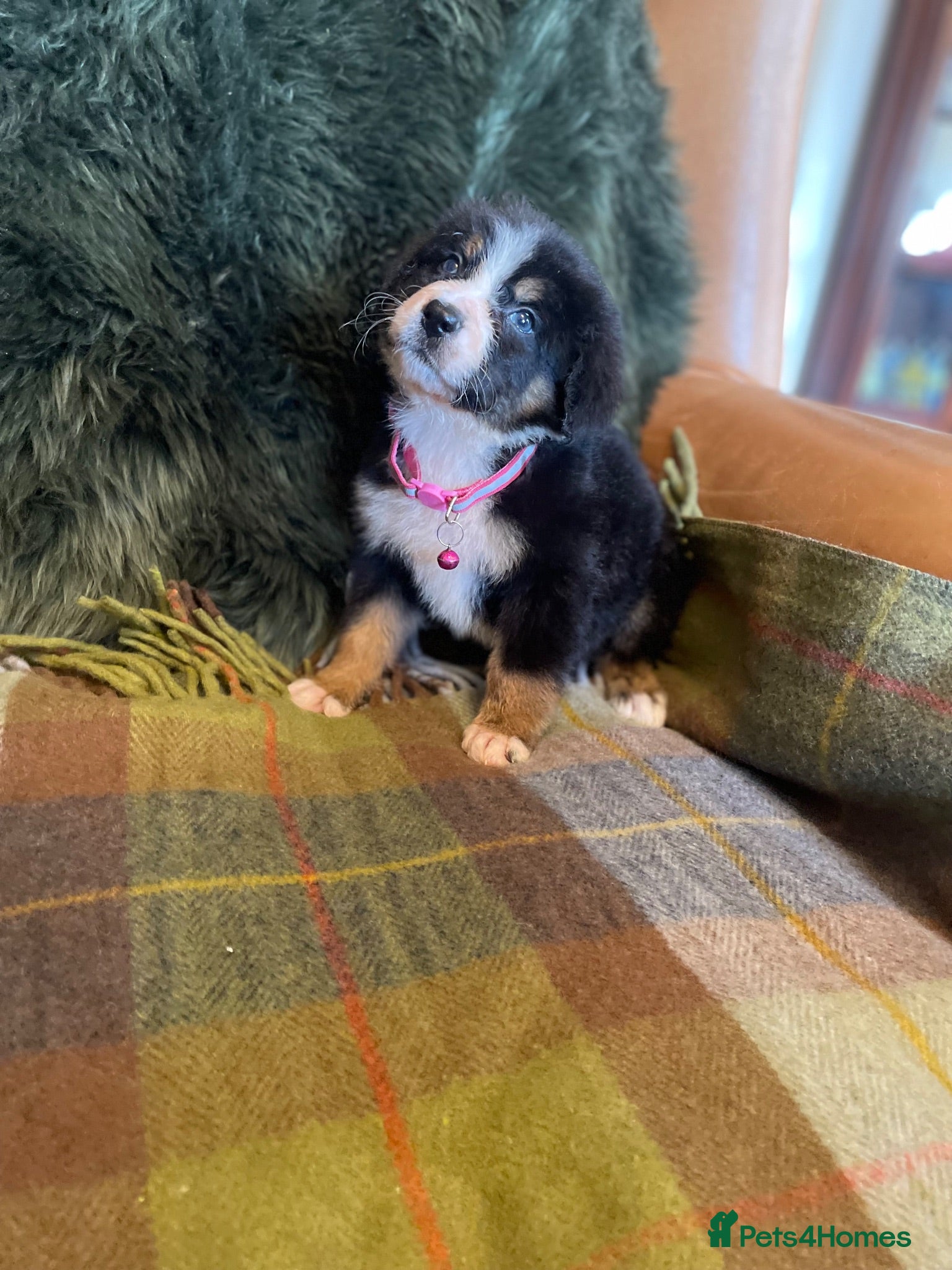 Bernese Mountain Dog dogs Stunning puppies! - Advert 2