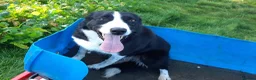 Mixed Breed dogs for sale: Border x Beardie Collies - Advert 6